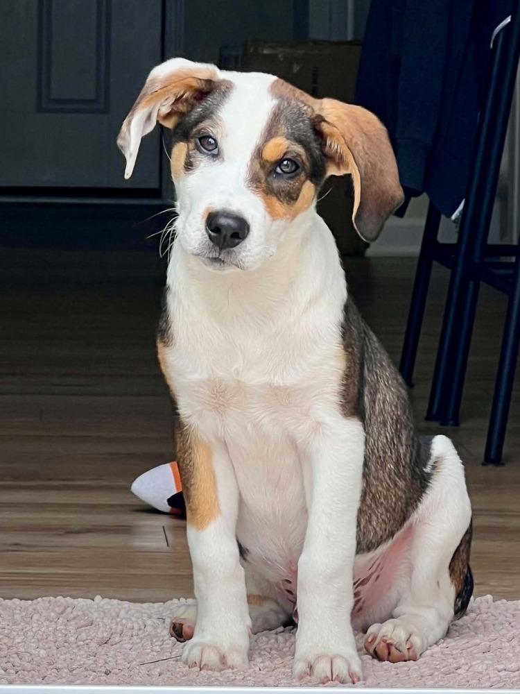Enlarge Bear (Woodland Creatures Litter), a Adoptable mixed breed in New Albany, OH image 3/5