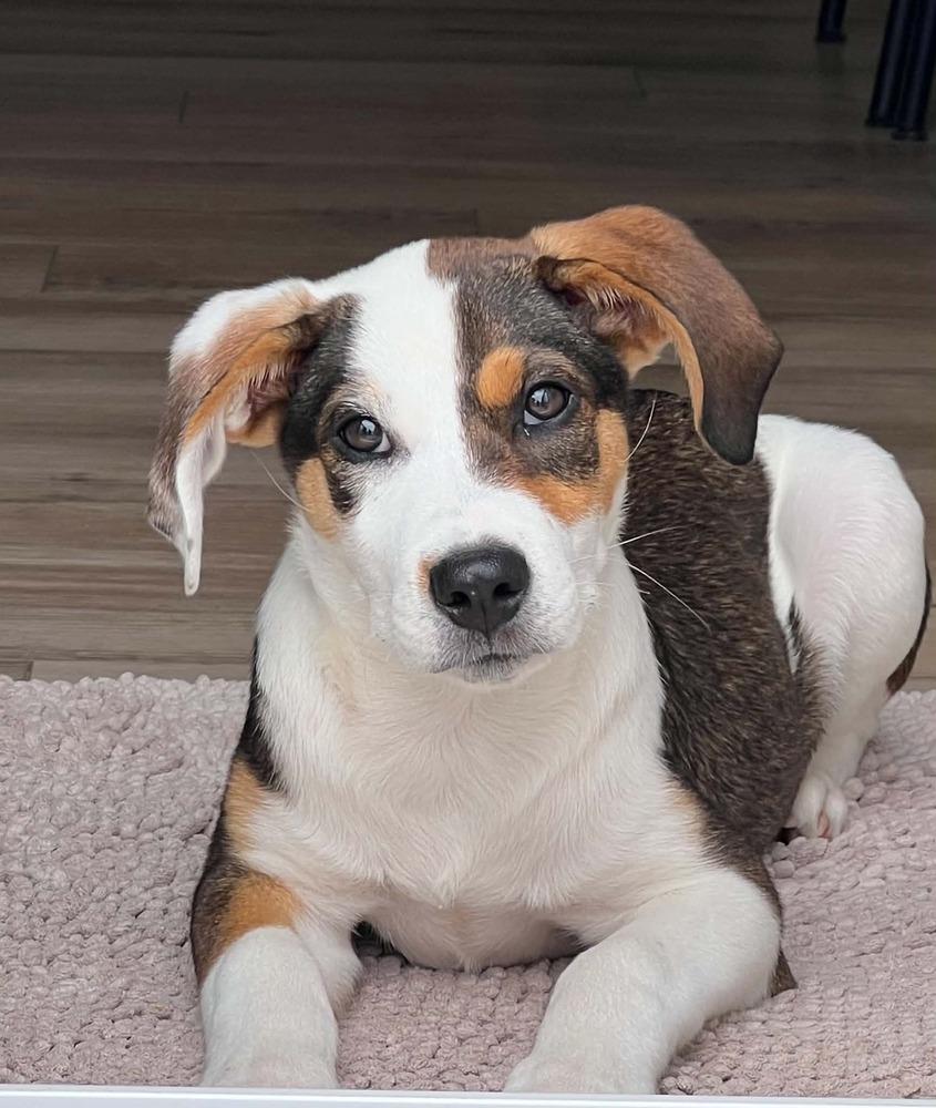 Enlarge Bear (Woodland Creatures Litter), a Adoptable mixed breed in New Albany, OH image 4/5
