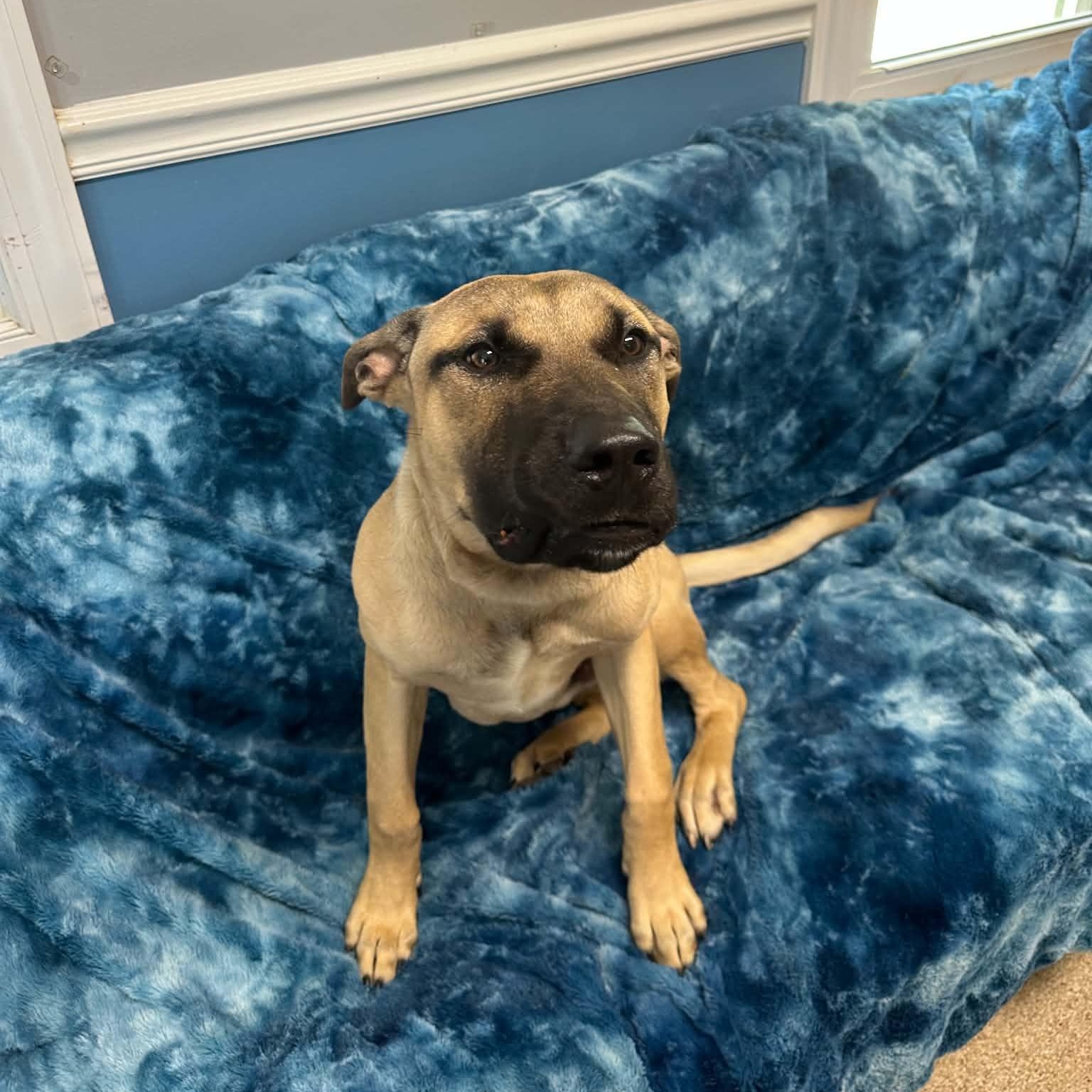 Enlarge Pay Day, a Adoptable mixed breed in Sunderland, MD image 2/6