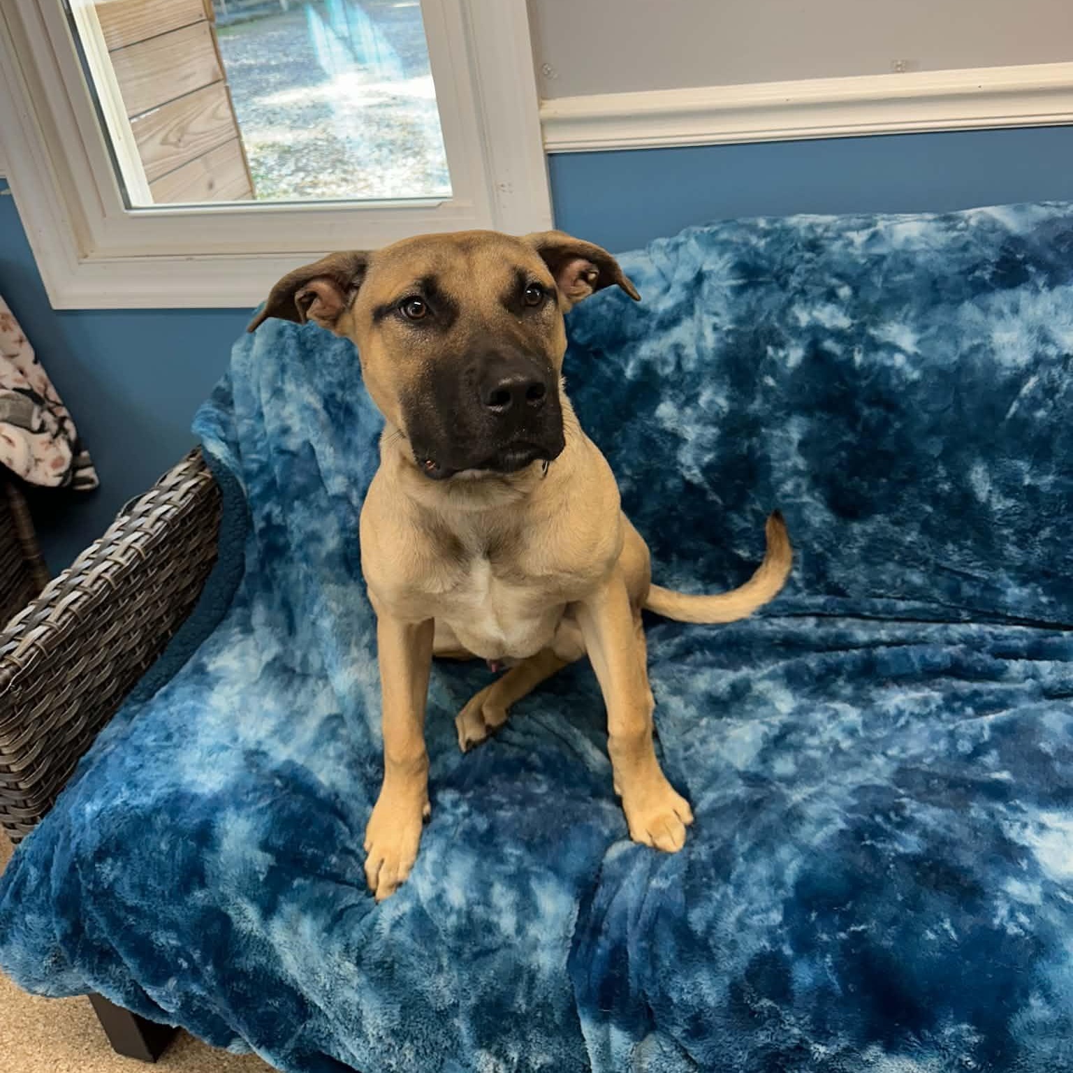 Enlarge Pay Day, a Adoptable mixed breed in Sunderland, MD image 4/6