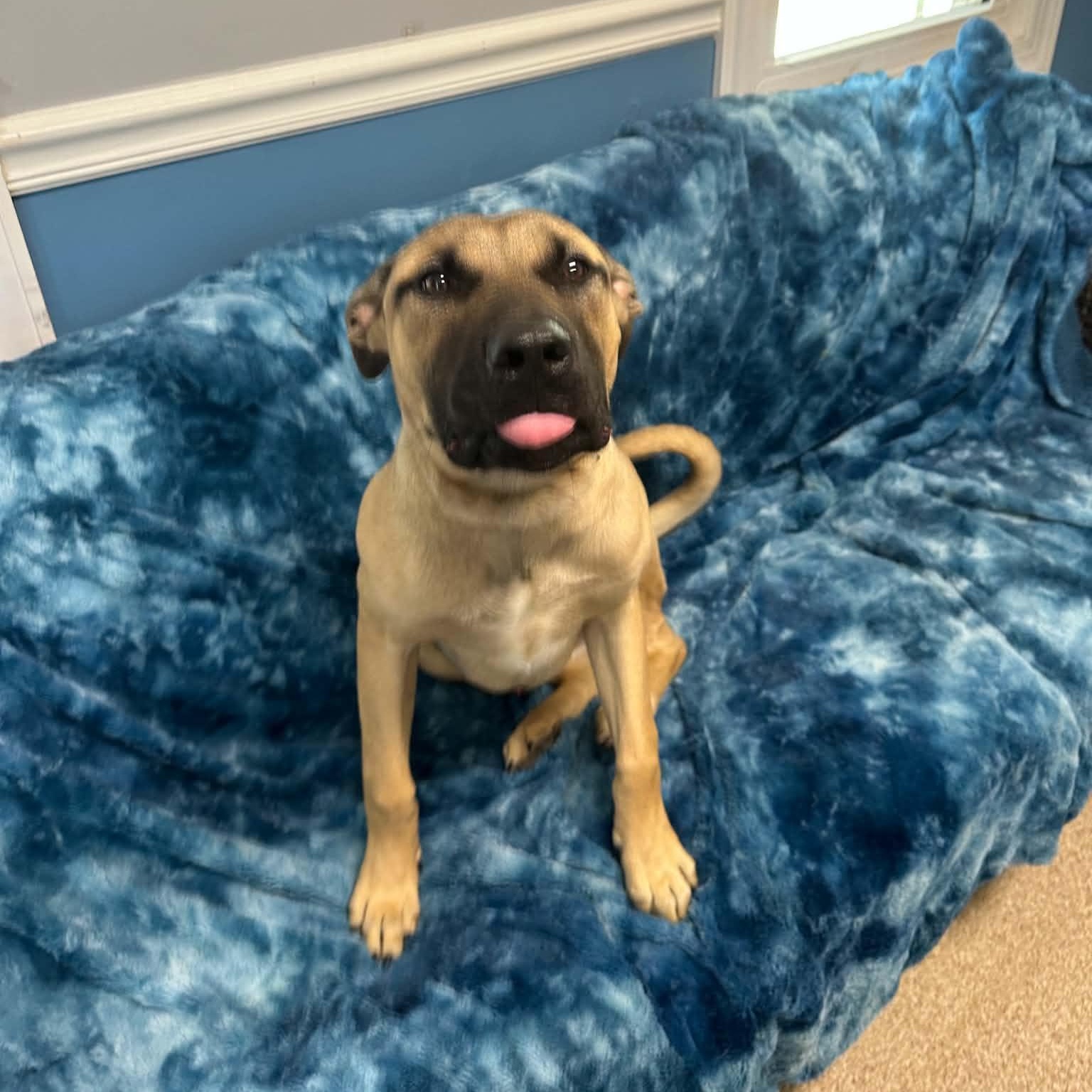 Pay Day, Adoptable, Young Male Boerboel.