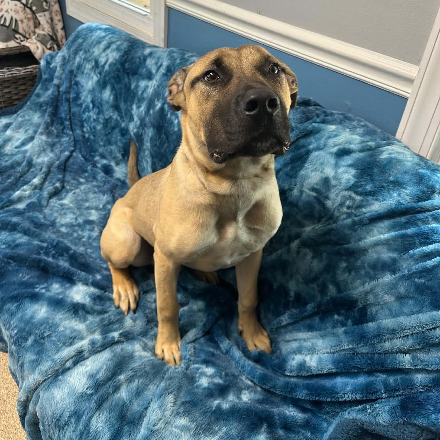 Enlarge Pay Day, a Adoptable mixed breed in Sunderland, MD image 3/6