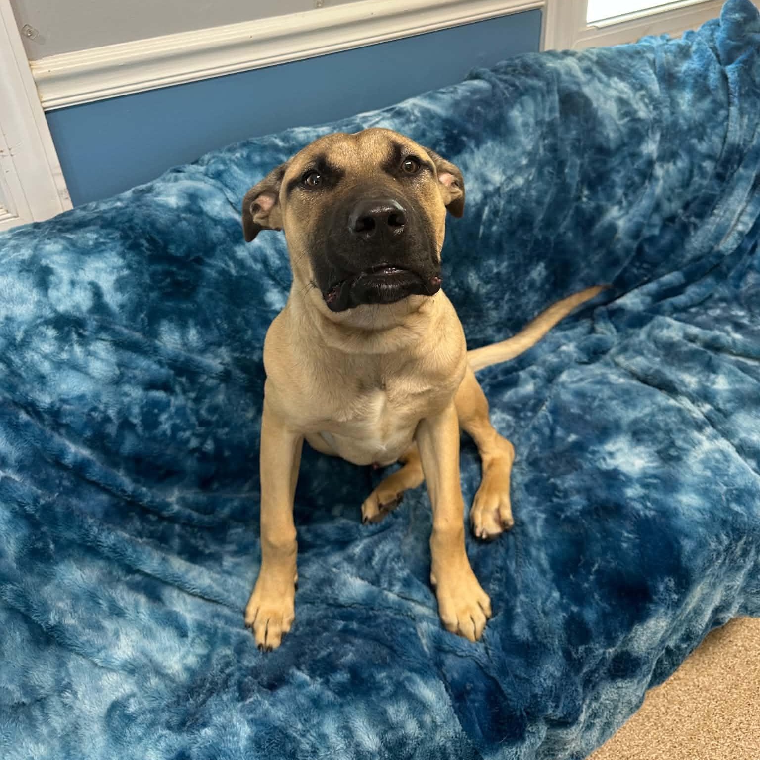 Enlarge Pay Day, a Adoptable mixed breed in Sunderland, MD image 5/6