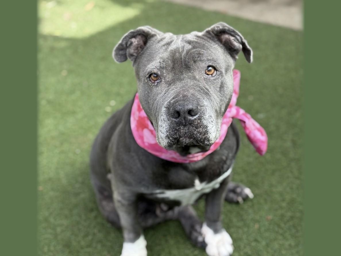 Enlarge KALI, a Adoptable Pit Bull Terrier in San Pedro, CA image 1/1