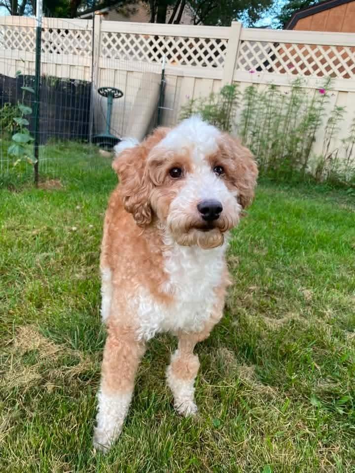 Eufert, Adoptable, Adult Male Poodle.