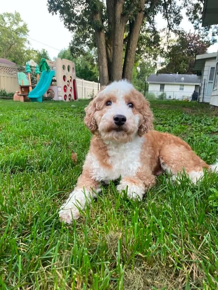 Enlarge Eufert, a Adoptable Poodle in Wausau, WI image 2/6