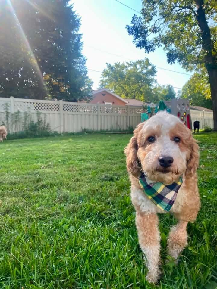 Enlarge Eufert, a Adoptable Poodle in Wausau, WI image 3/6