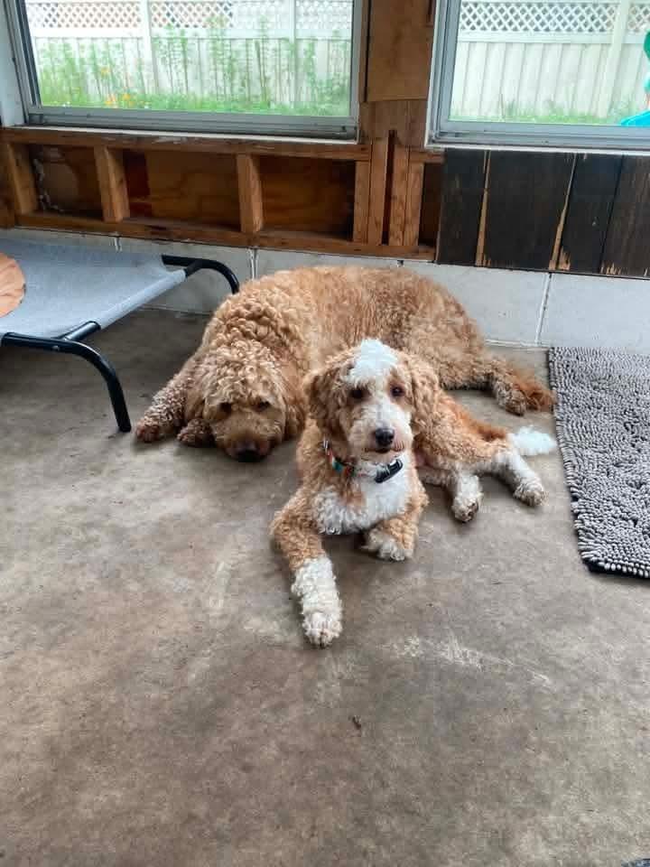 Enlarge Eufert, a Adoptable Poodle in Wausau, WI image 5/6