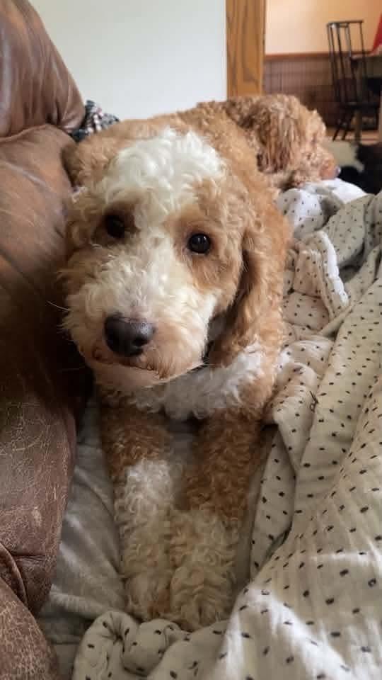 Enlarge Eufert, a Adoptable Poodle in Wausau, WI image 6/6
