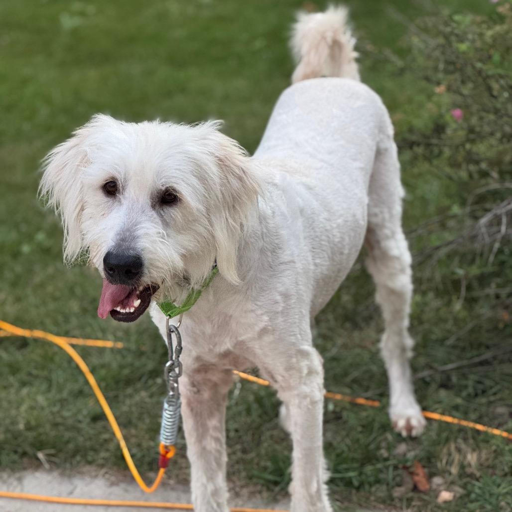 Enlarge Fluffy, a Adoptable mixed breed in Lakeville, MN image 2/5