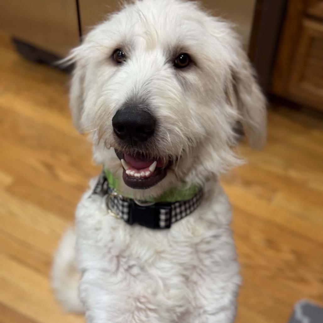 Enlarge Fluffy, a Adoptable mixed breed in Lakeville, MN image 1/5