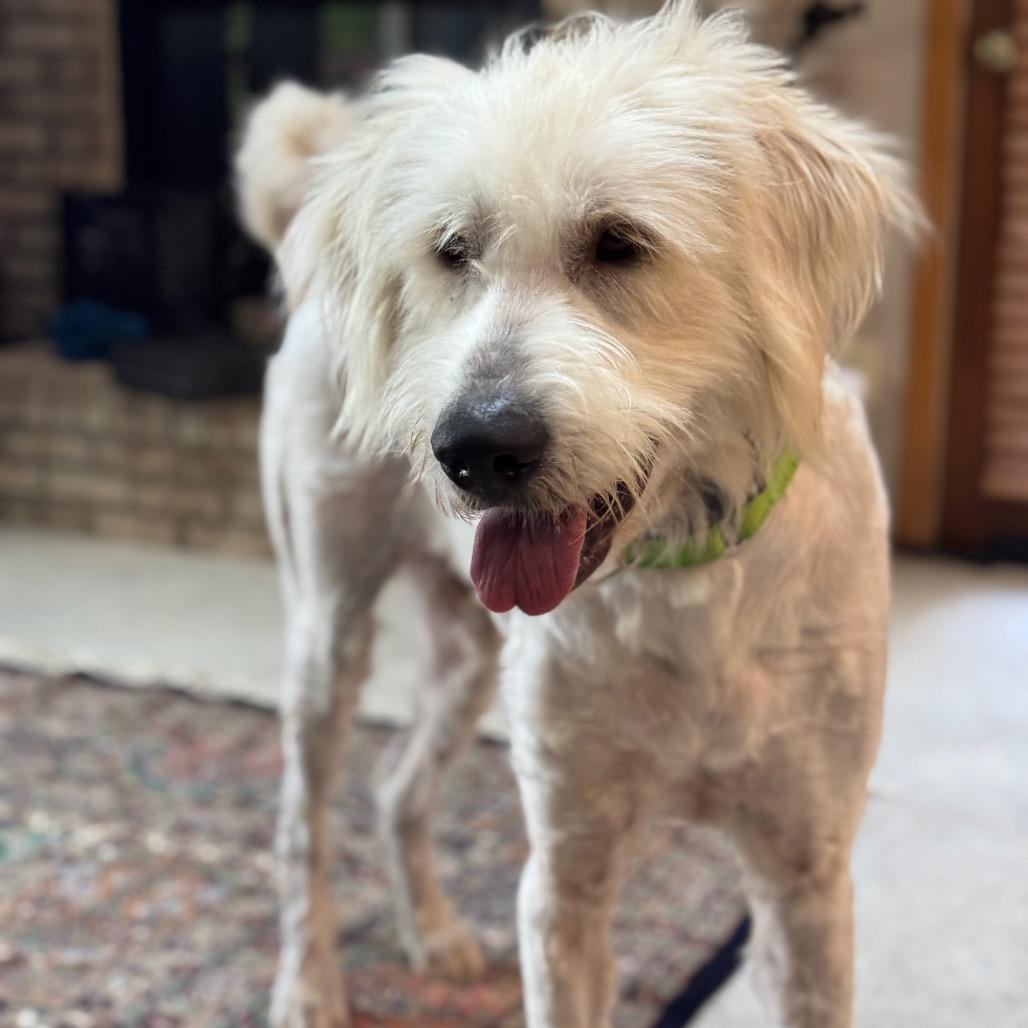 Enlarge Fluffy, a Adoptable mixed breed in Lakeville, MN image 3/5