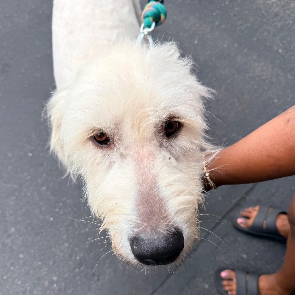 Enlarge Fluffy, a Adoptable mixed breed in Lakeville, MN image 5/5