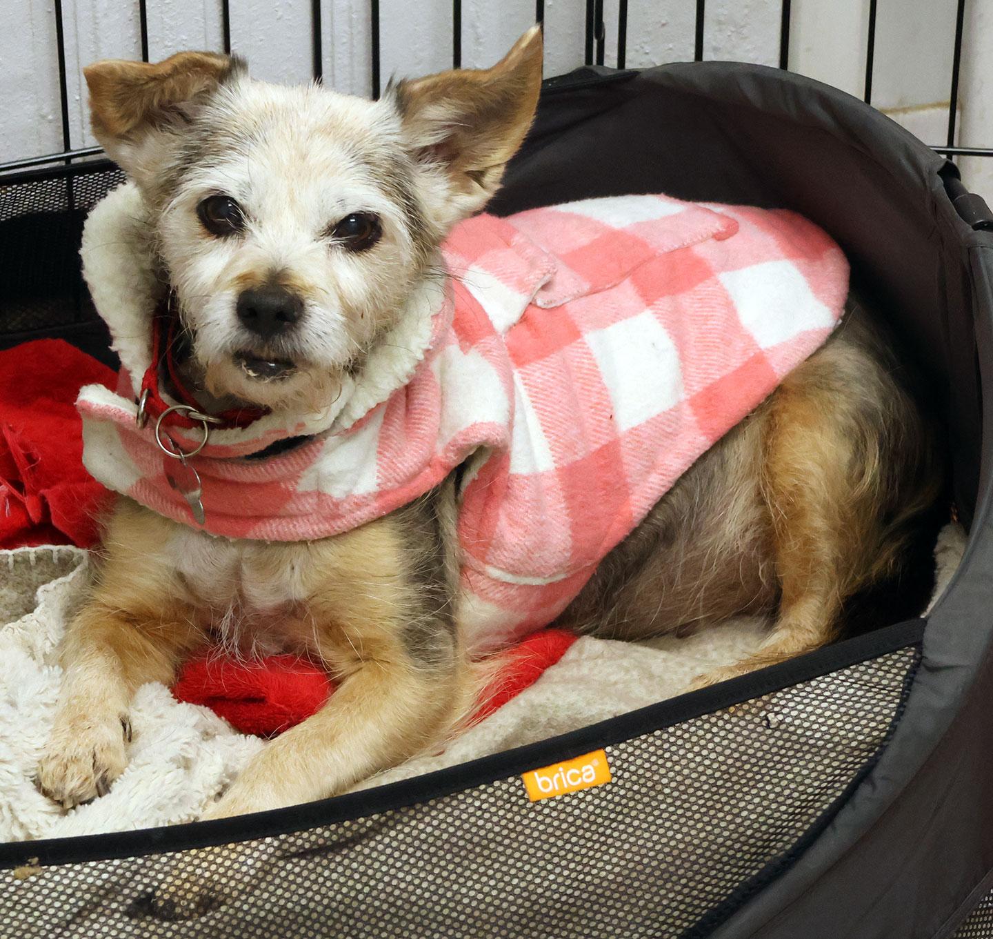 Enlarge Princess, an adoptable mixed breed in Harrison, NY image 4/6