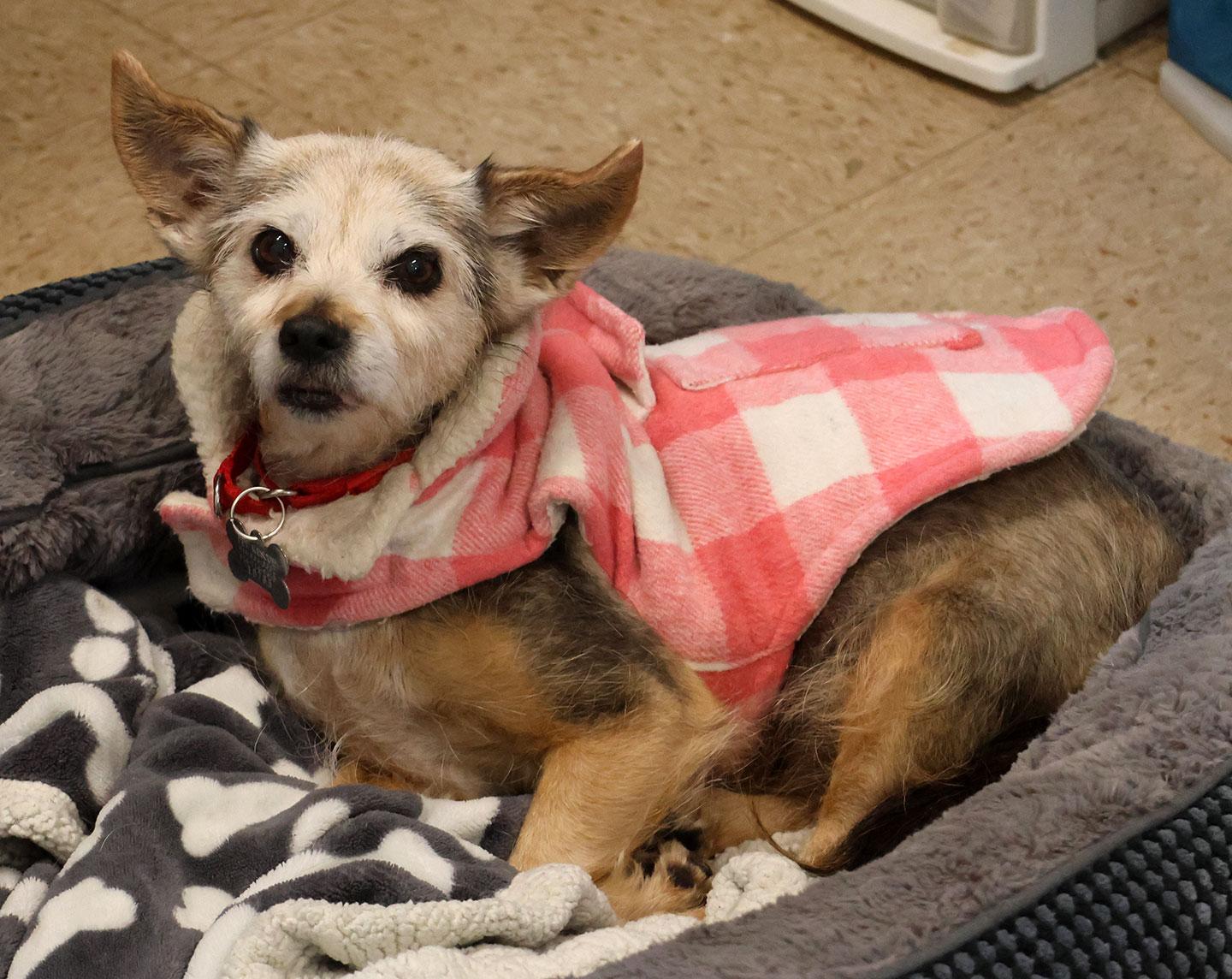 Princess, adoptable, Senior Female Chihuahua.