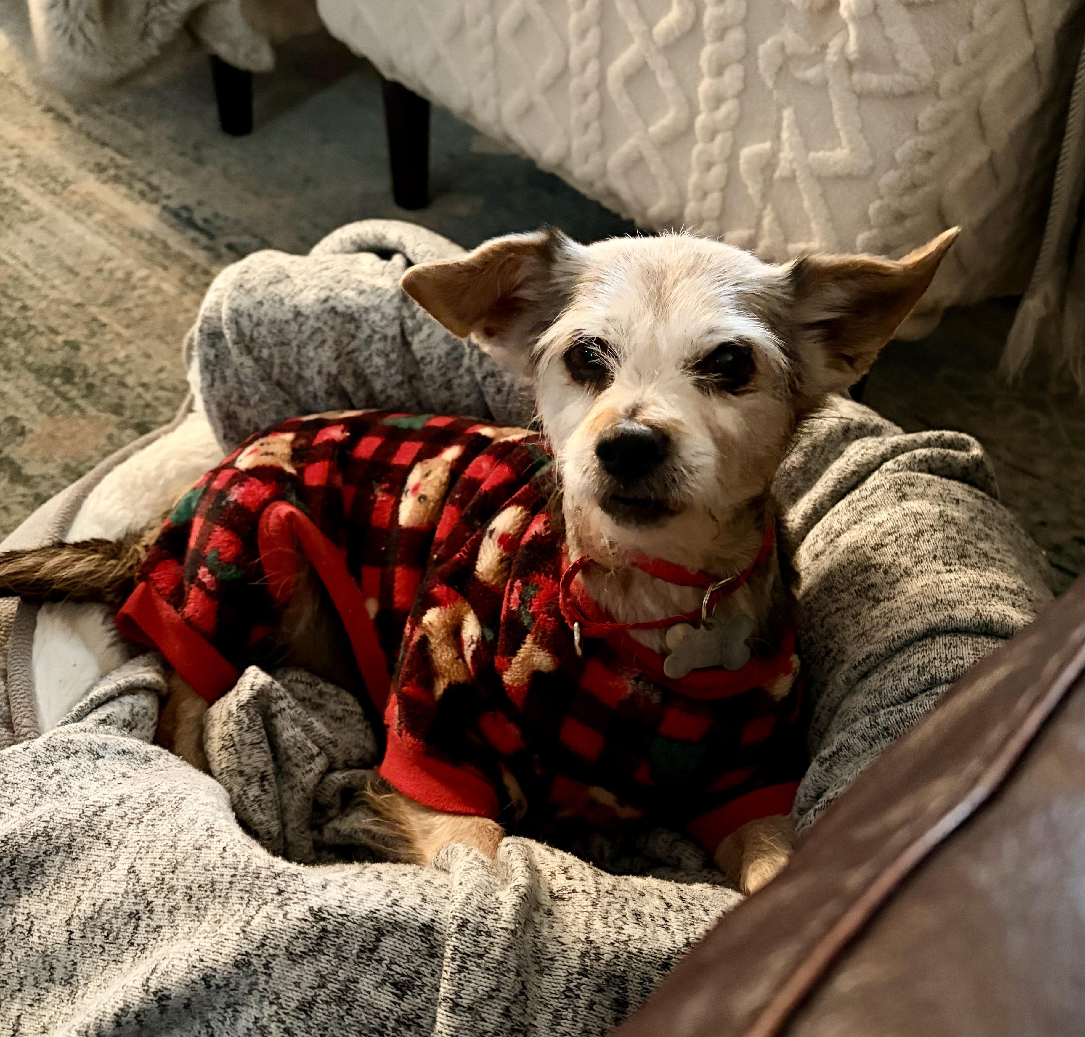 Enlarge Princess, an adoptable mixed breed in Harrison, NY image 1/6