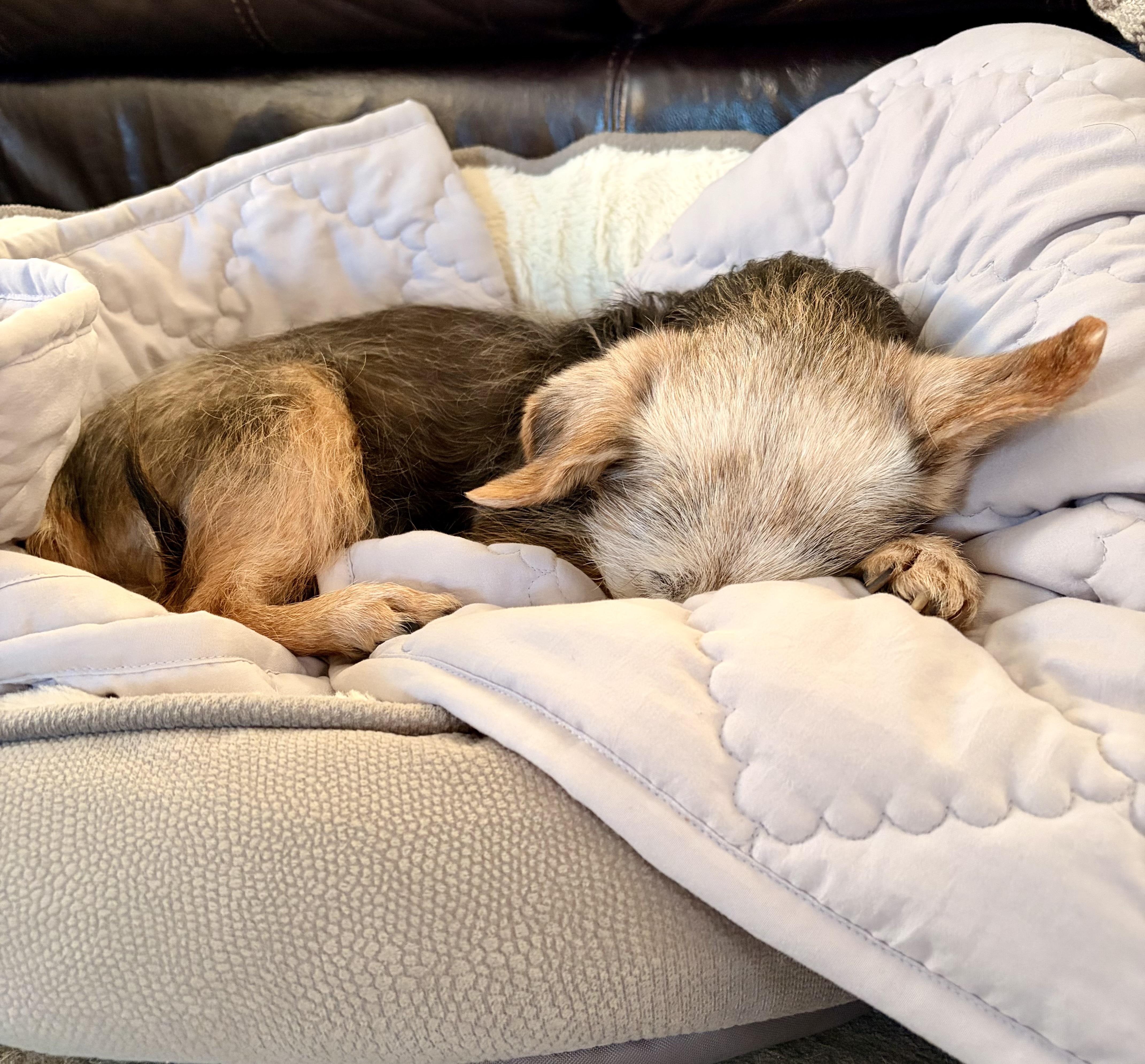 Enlarge Princess, an adoptable mixed breed in Harrison, NY image 3/6