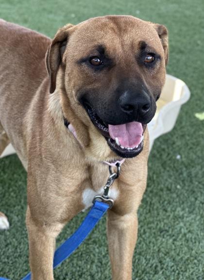 Jake, Adoptable, Adult Male Shepherd & Mixed Breed.