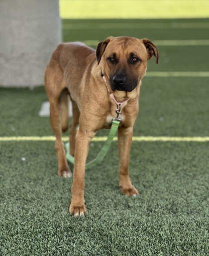 Jake, a Adoptable mixed breed in Fresno, CA image 2/3