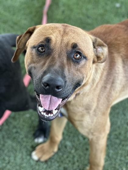Jake, a Adoptable mixed breed in Fresno, CA image 3/3