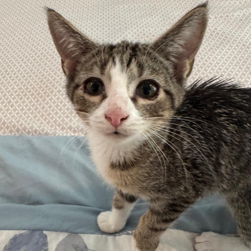 1285 beanie baby, a Adoptable Domestic Short Hair in Abbeville, SC image 1/2