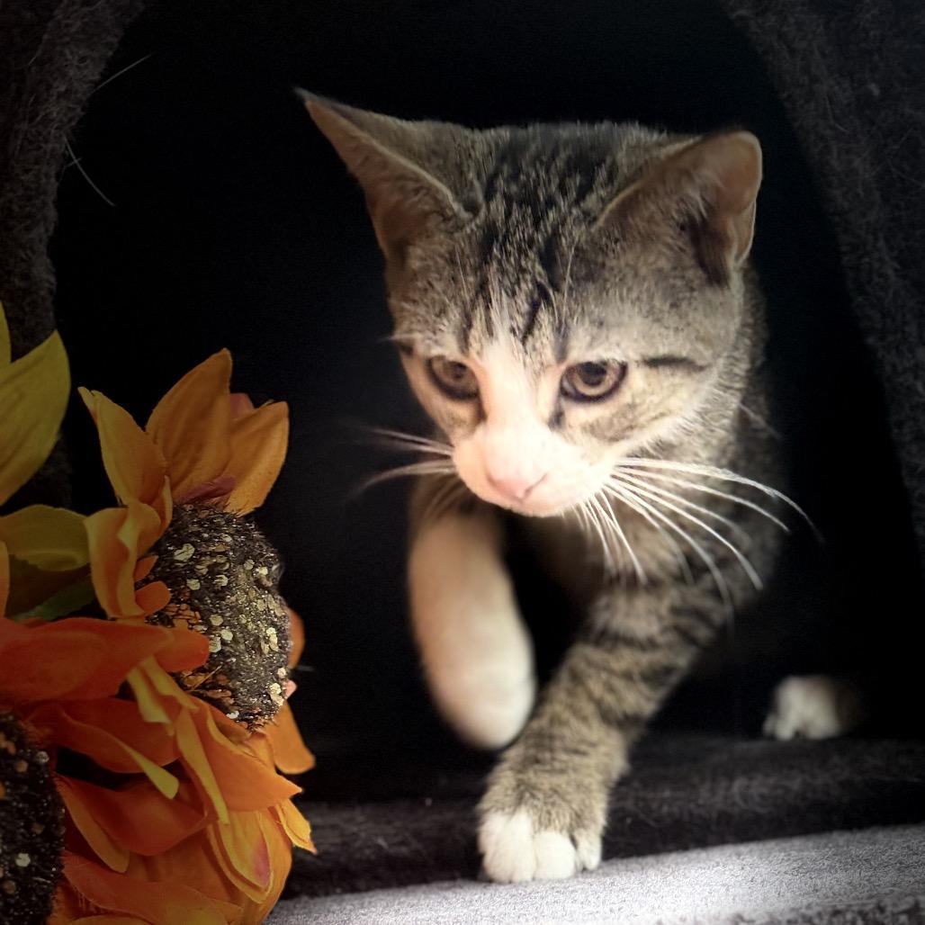 1285 beanie baby, a Adoptable Domestic Short Hair in Abbeville, SC image 2/2