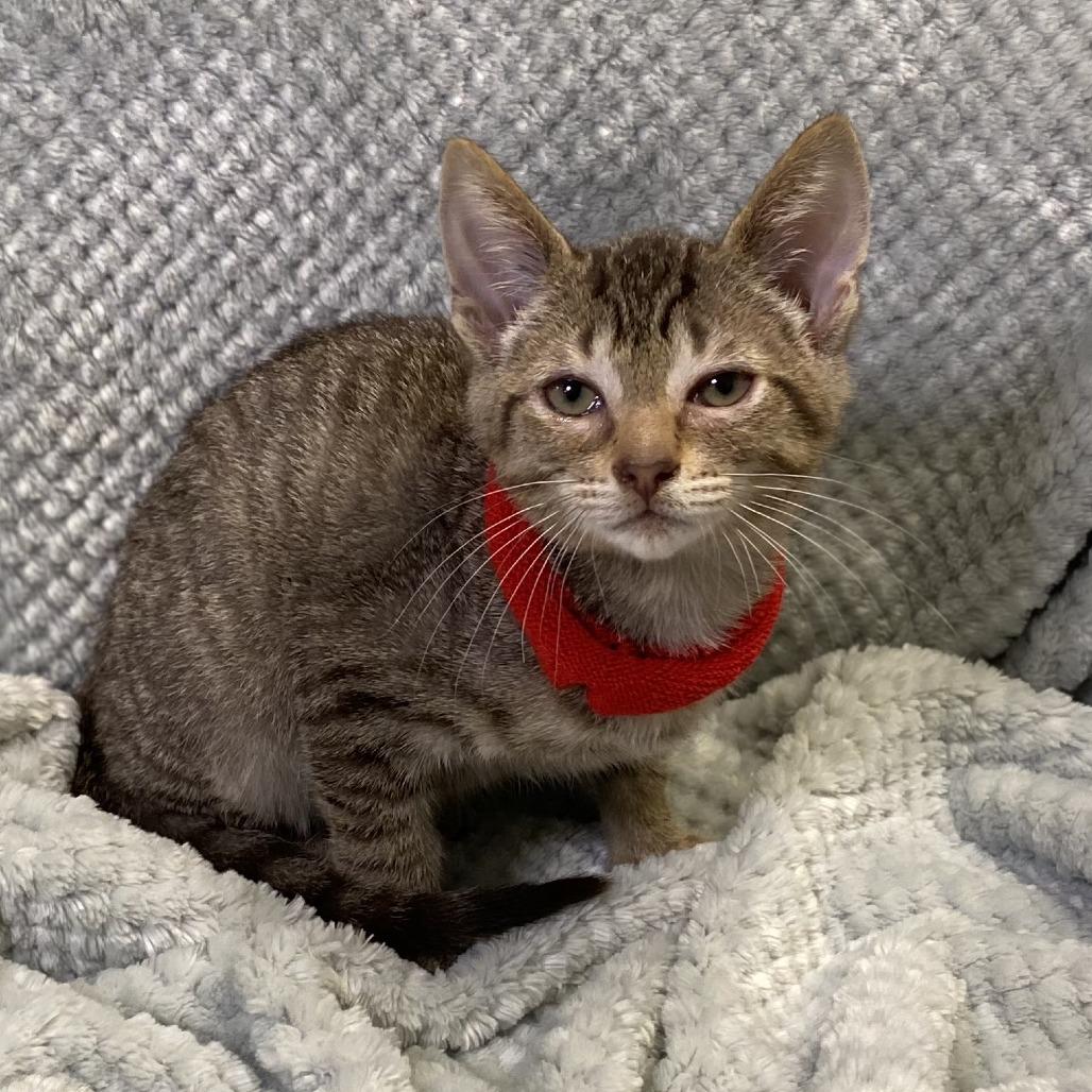 Diego — thumbnail 3