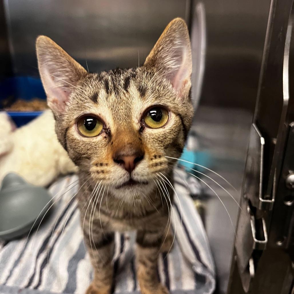 Diego — thumbnail 4