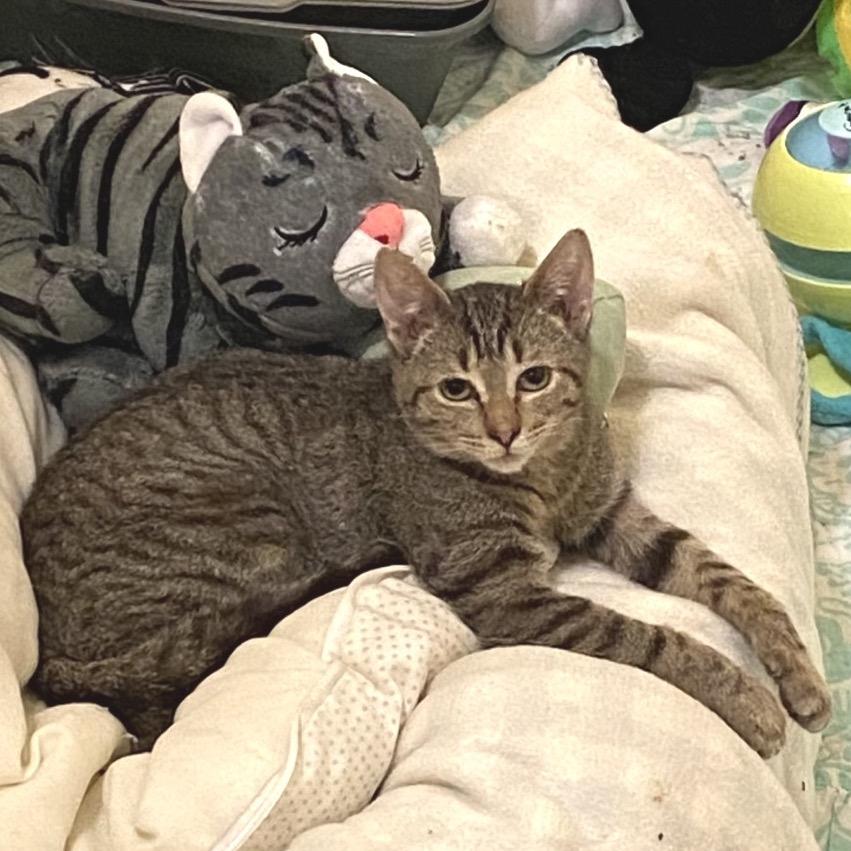 Diego — thumbnail 6