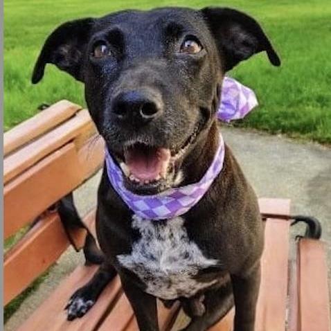 DOLLY, ADOPTABLE, Adult Female Labrador Retriever & Cattle Dog.