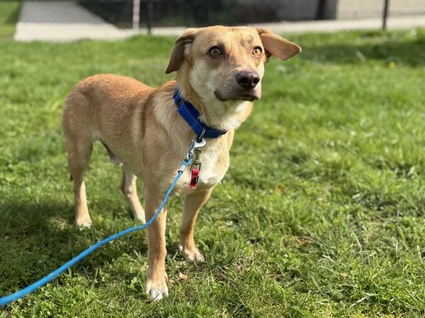 Enlarge Elbow Macaroni, a Adoptable mixed breed in Portland, OR image 1/1