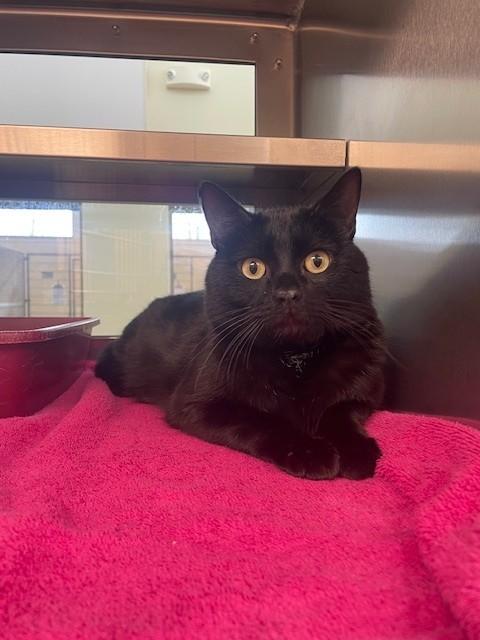 Enlarge ELVIS, a Adoptable Domestic Short Hair in Lees Summit, MO image 1/1