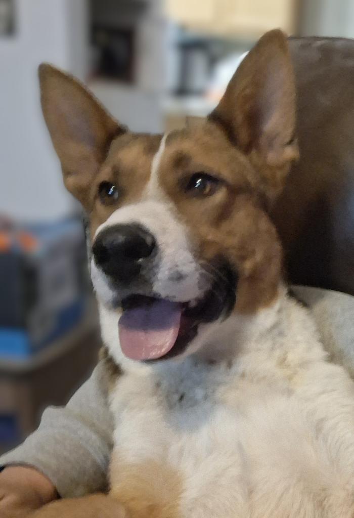 Dakota, Adoptable, Adult Male German Shepherd Dog.