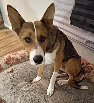 Dakota, a Adoptable German Shepherd Dog in Pahrump, NV image 2/2