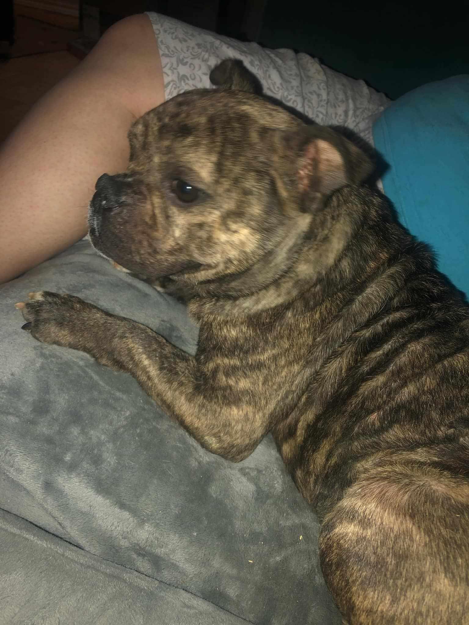 Enlarge Ducky, a Adoptable mixed breed in Arlee, MT image 1/6