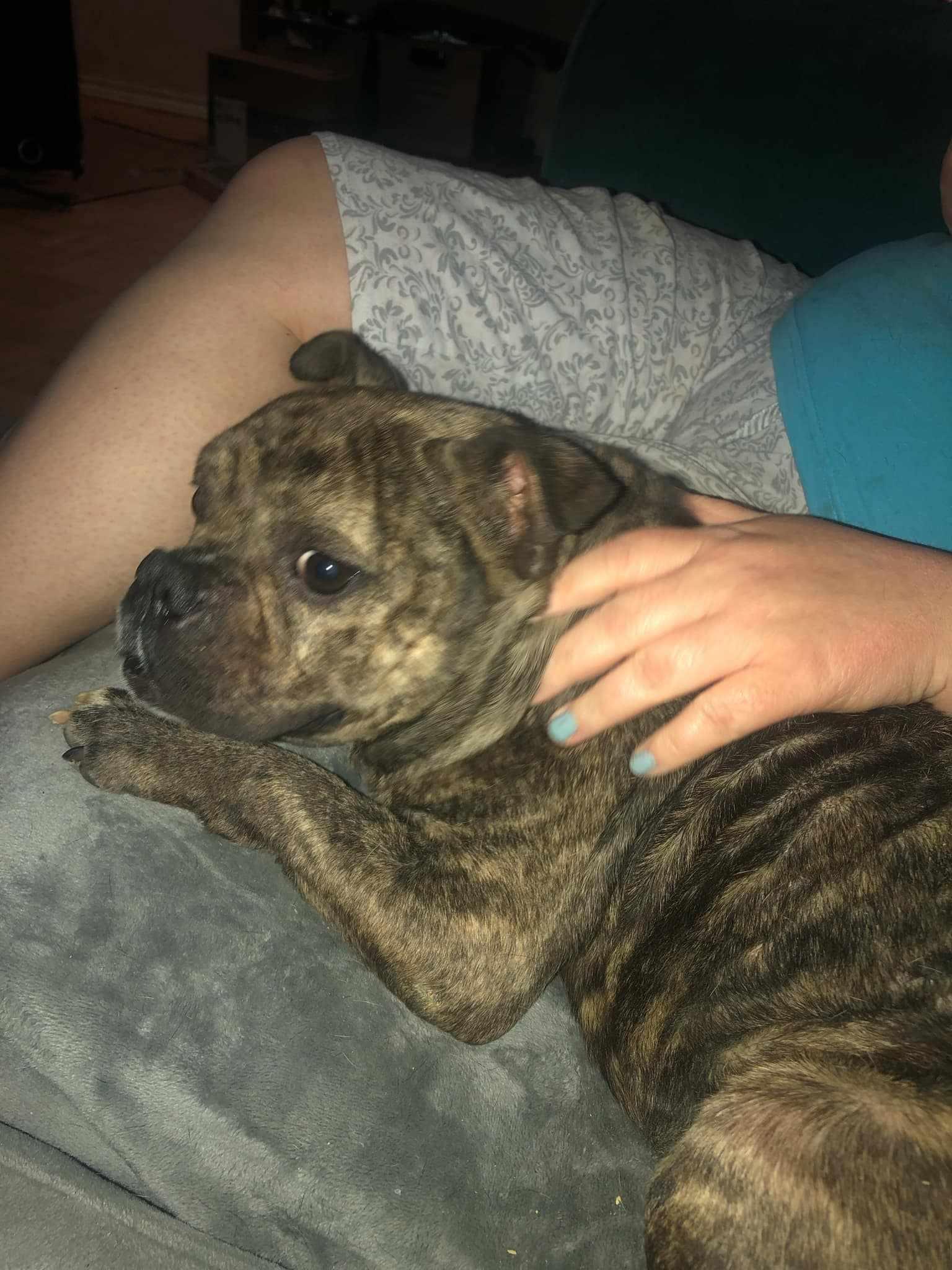 Enlarge Ducky, a Adoptable mixed breed in Arlee, MT image 2/6