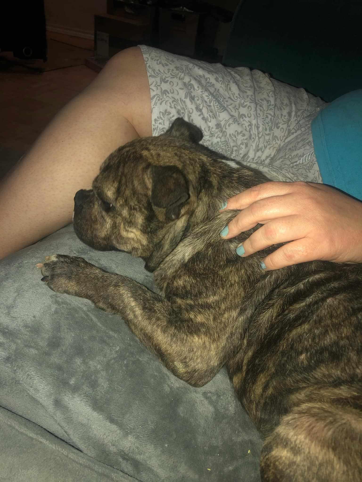 Enlarge Ducky, a Adoptable mixed breed in Arlee, MT image 3/6