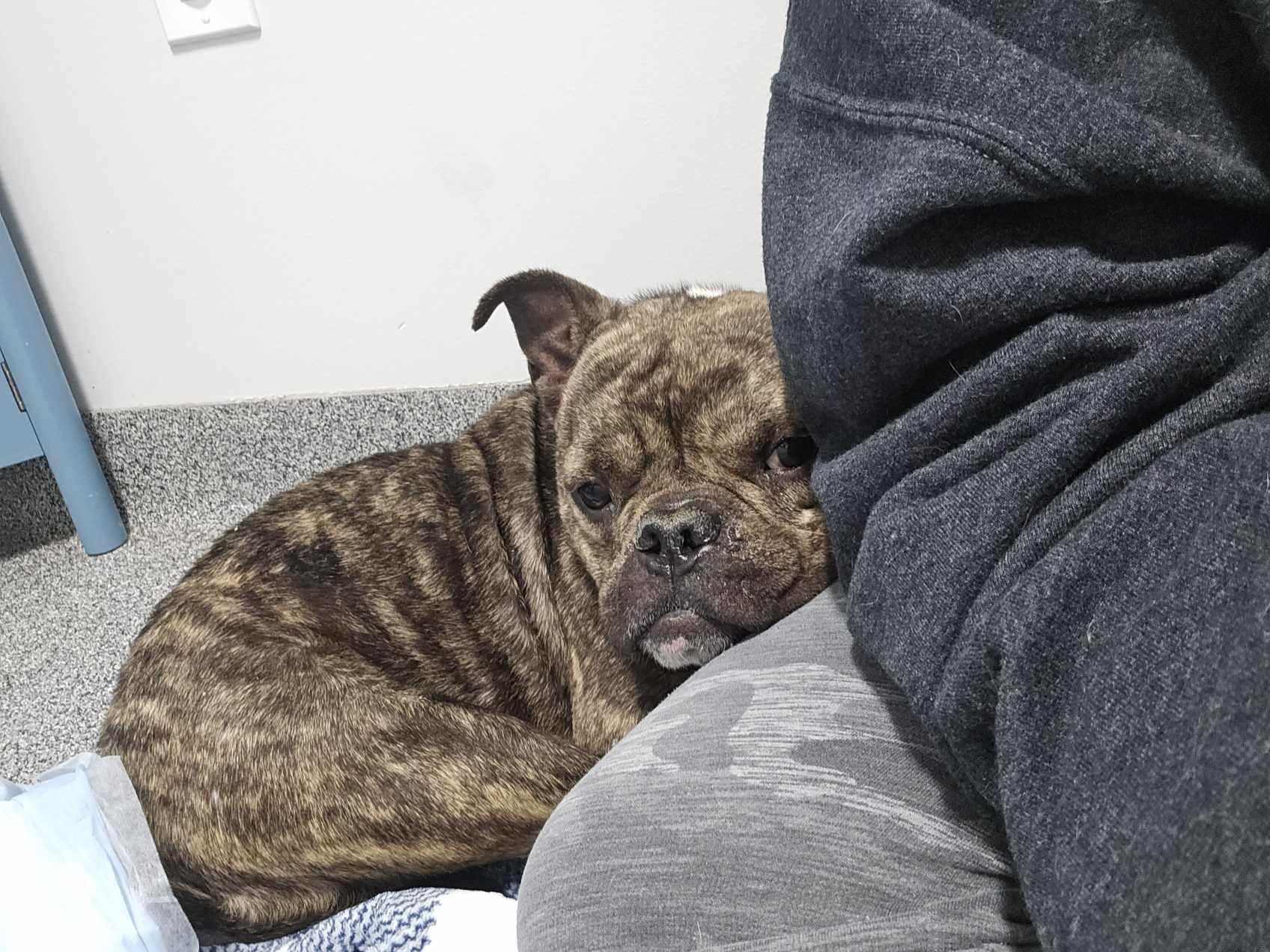 Enlarge Ducky, a Adoptable mixed breed in Arlee, MT image 3/6