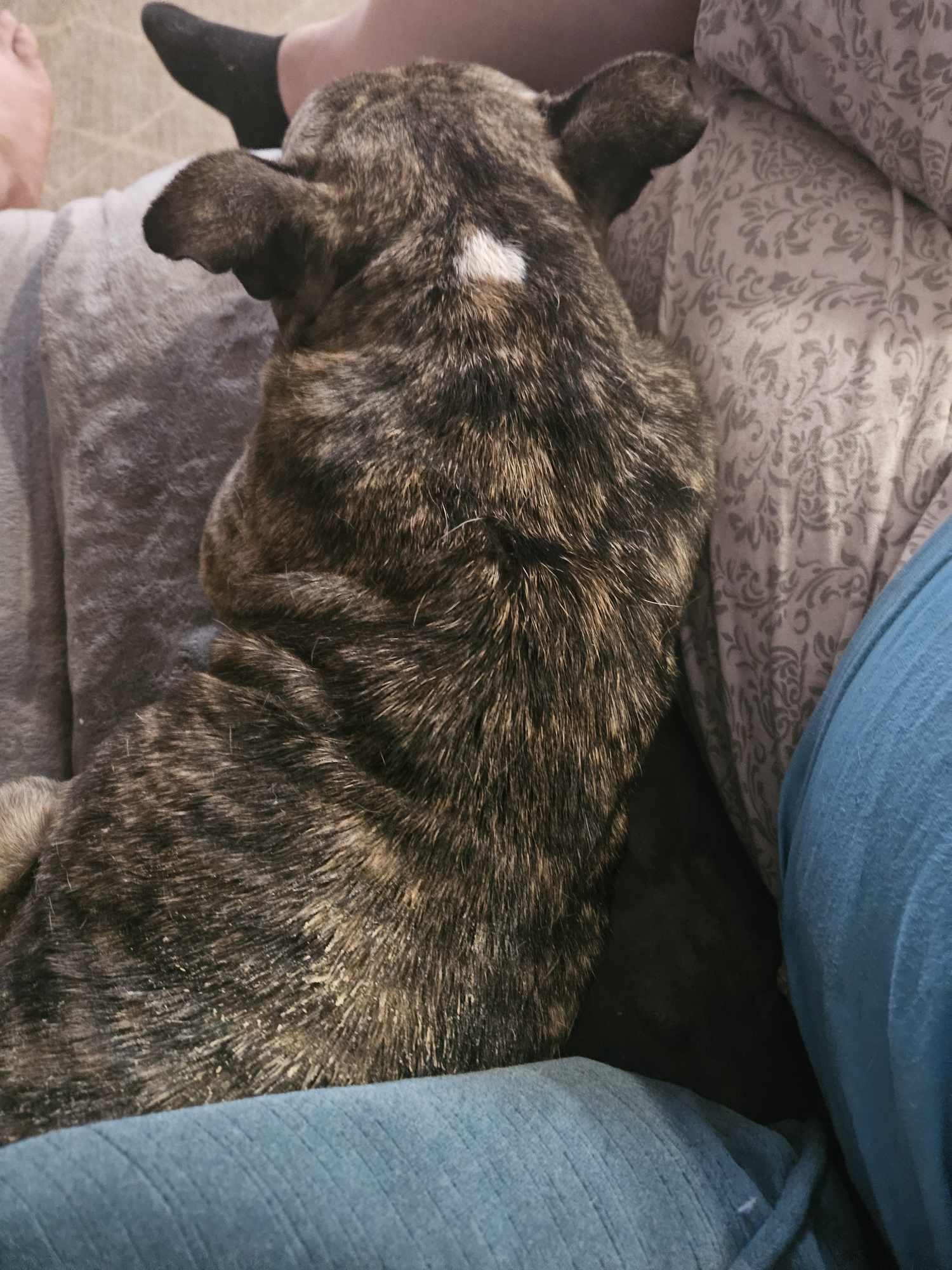 Enlarge Ducky, a Adoptable mixed breed in Arlee, MT image 4/6