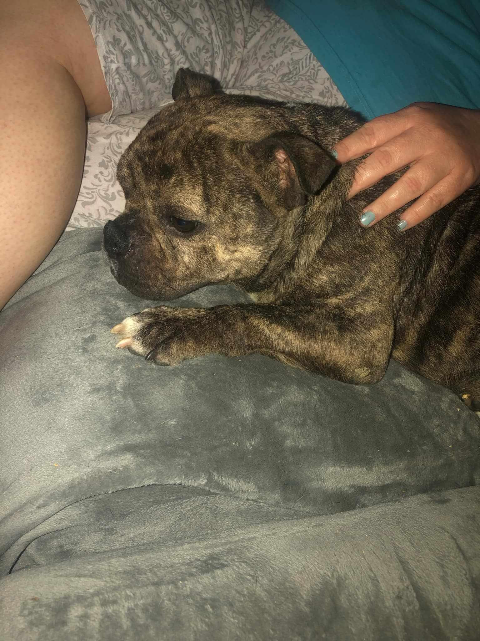 Enlarge Ducky, a Adoptable mixed breed in Arlee, MT image 5/6