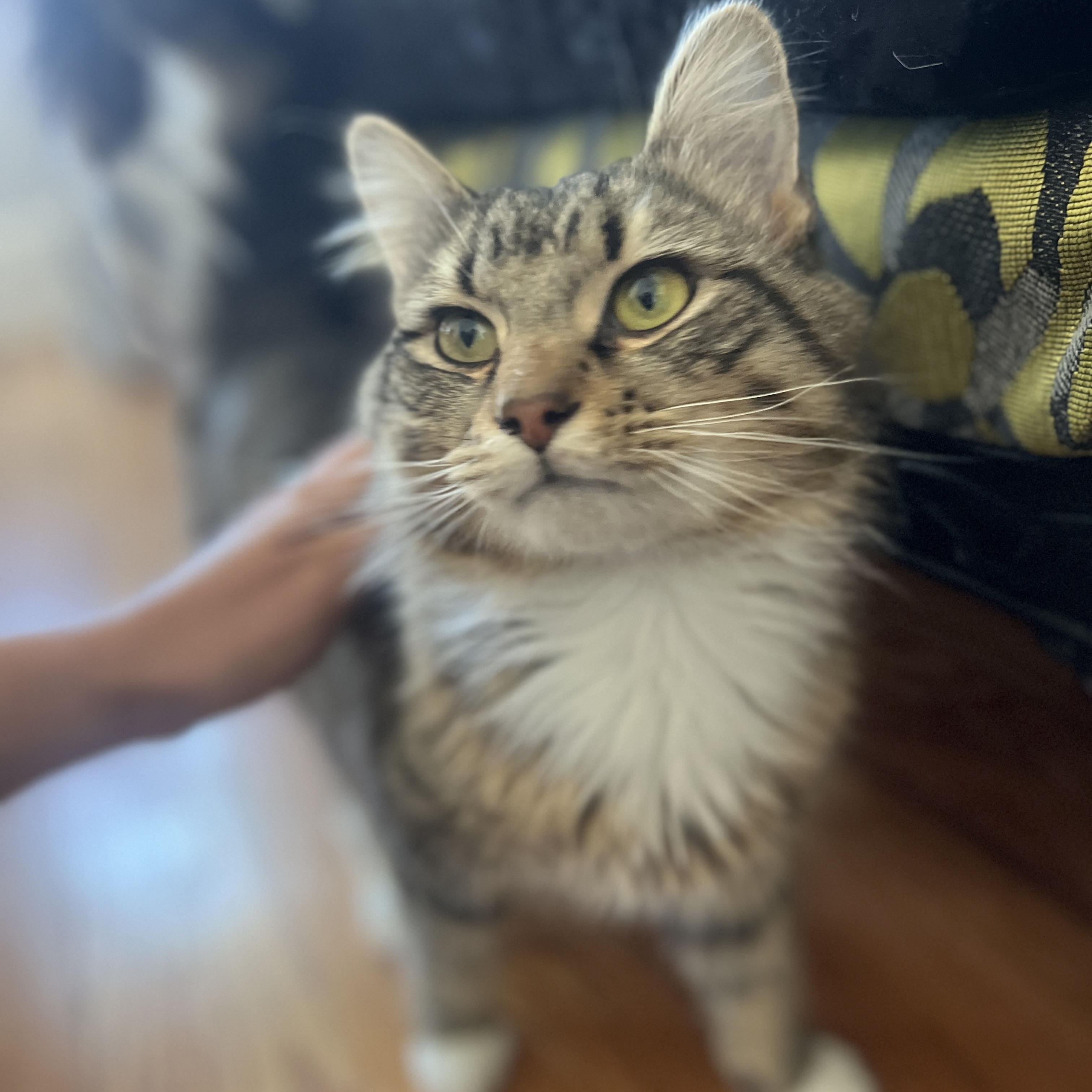 Enlarge Bayou Billy, a ADOPTABLE Domestic Long Hair in Roanoke, VA image 1/4