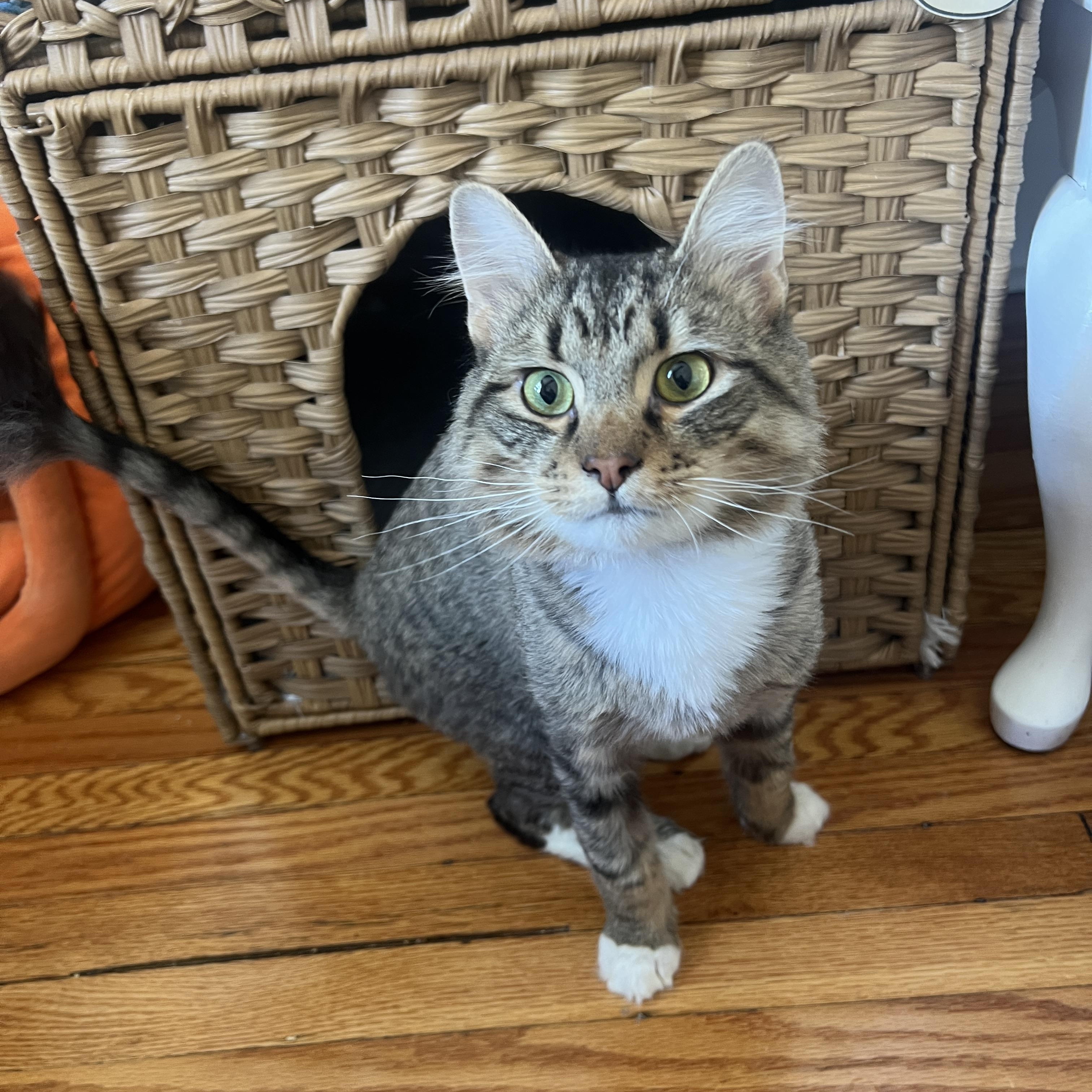 Enlarge Bayou Billy, a ADOPTABLE Domestic Long Hair in Roanoke, VA image 1/5