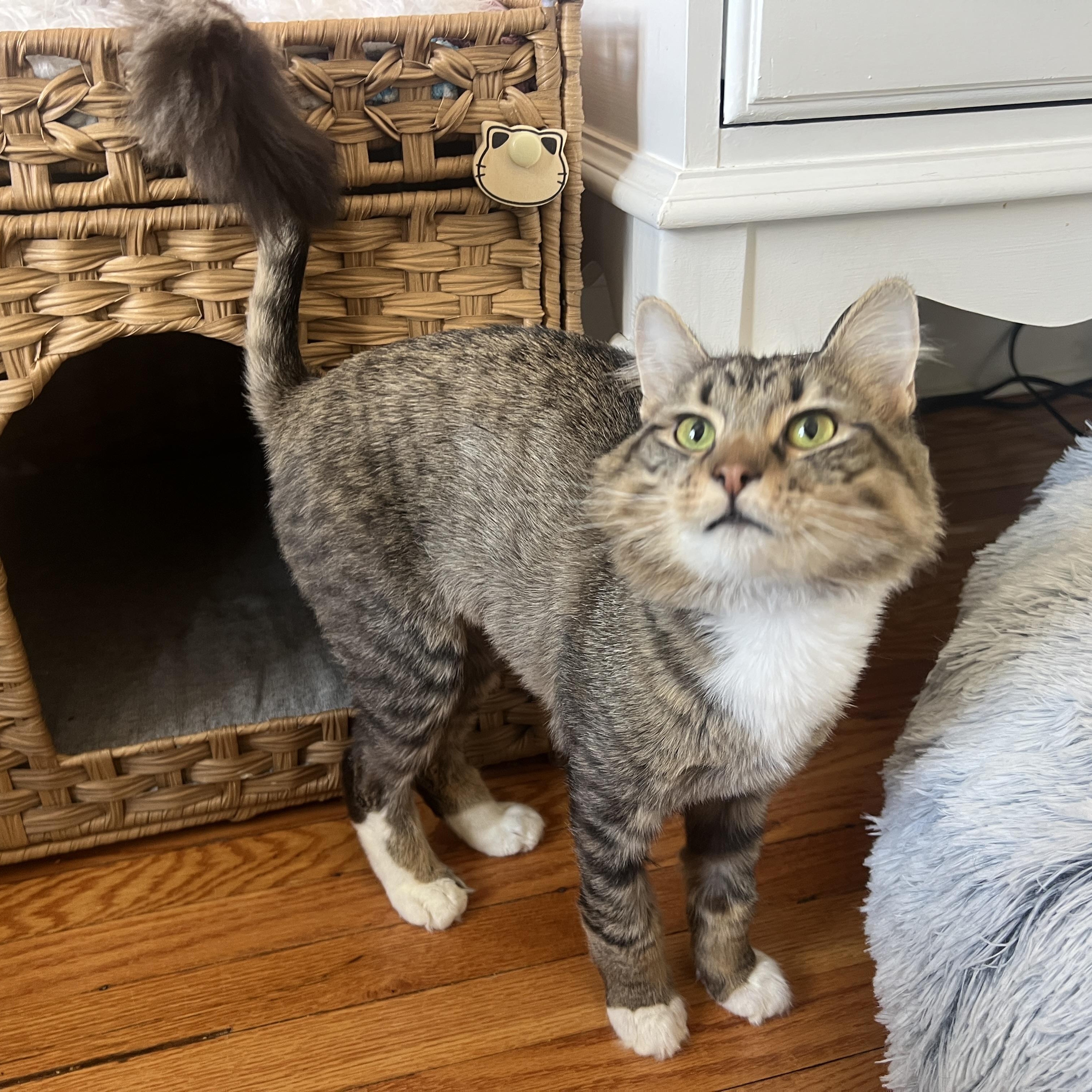 Enlarge Bayou Billy, a ADOPTABLE Domestic Long Hair in Roanoke, VA image 2/5
