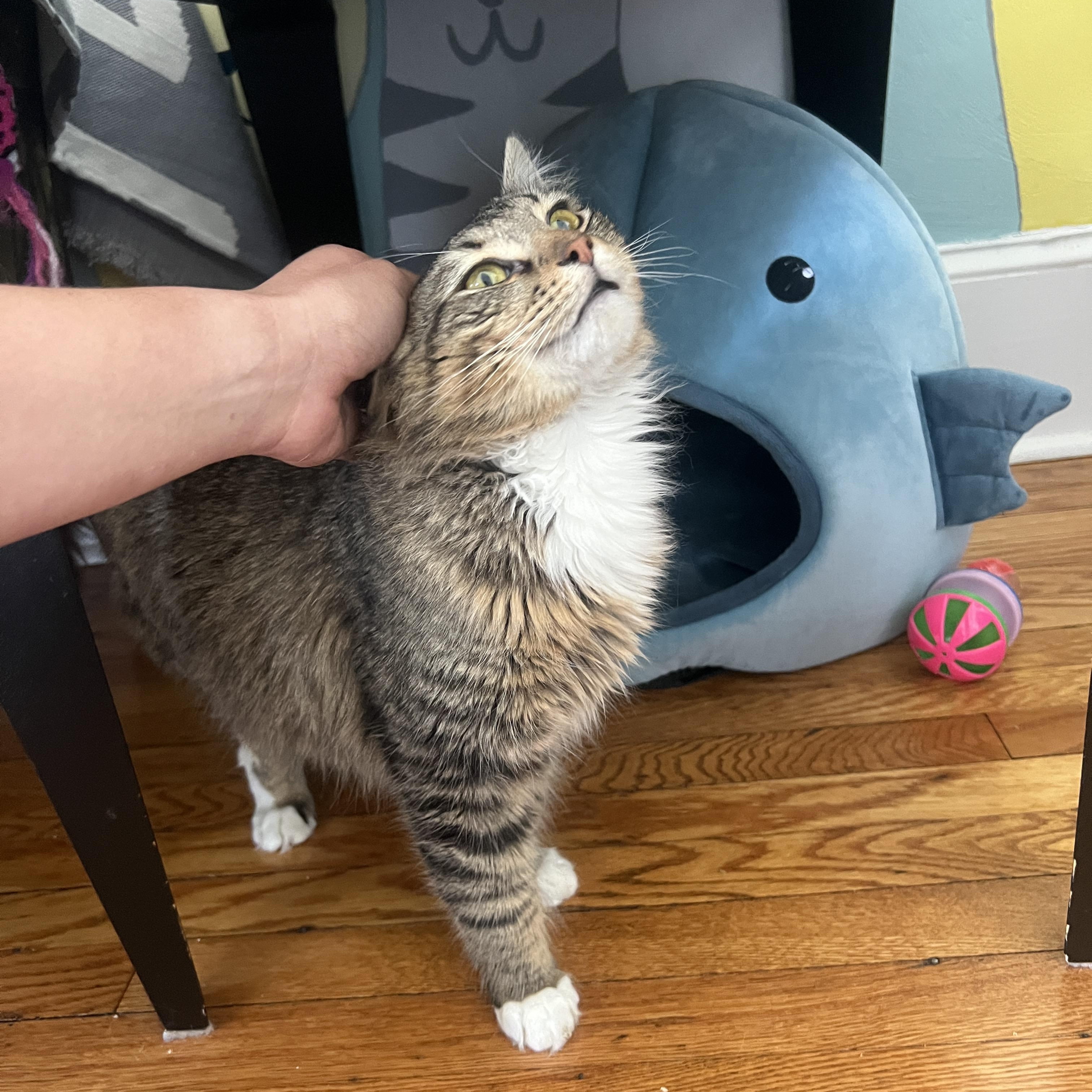 Enlarge Bayou Billy, a ADOPTABLE Domestic Long Hair in Roanoke, VA image 2/4