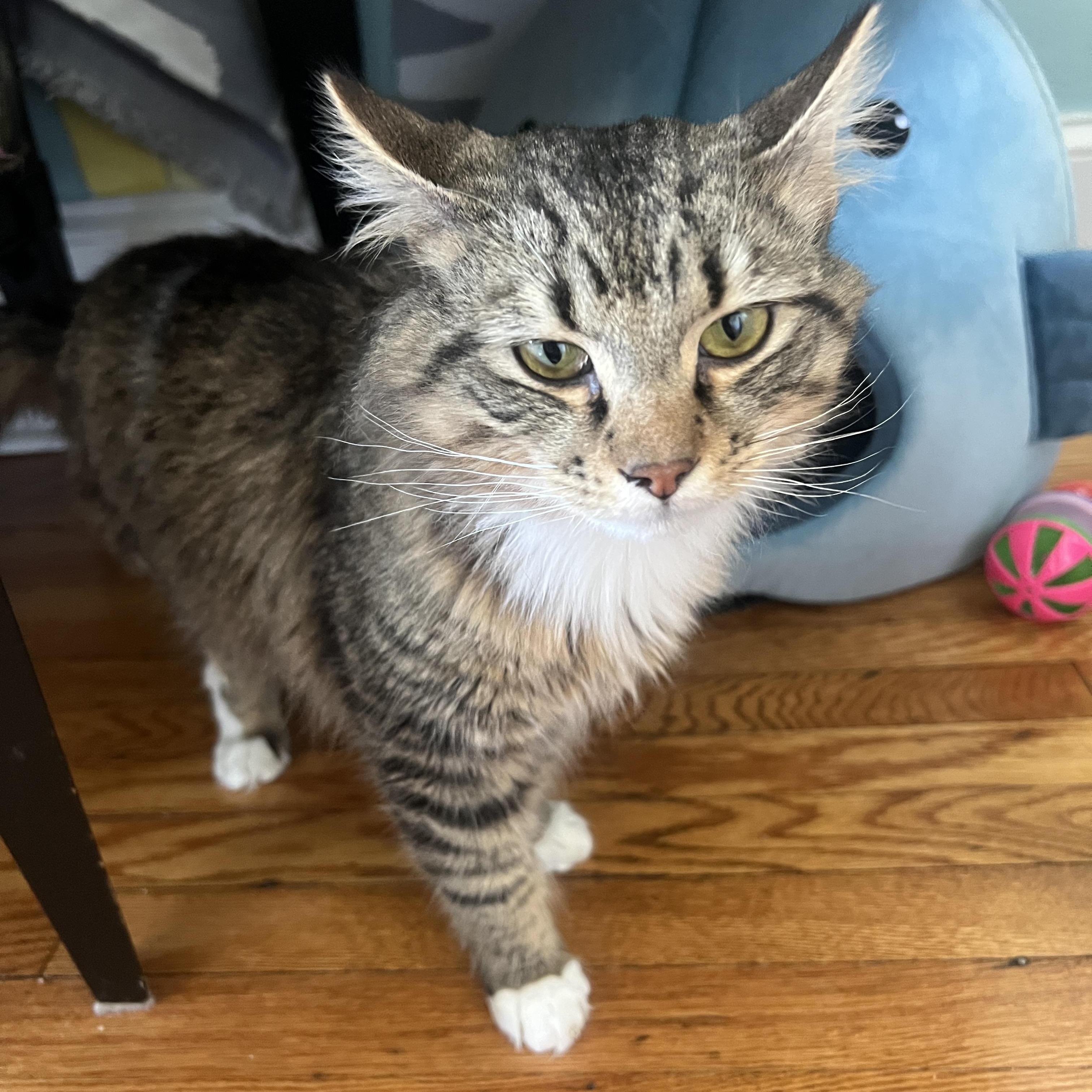 Enlarge Bayou Billy, a ADOPTABLE Domestic Long Hair in Roanoke, VA image 3/4