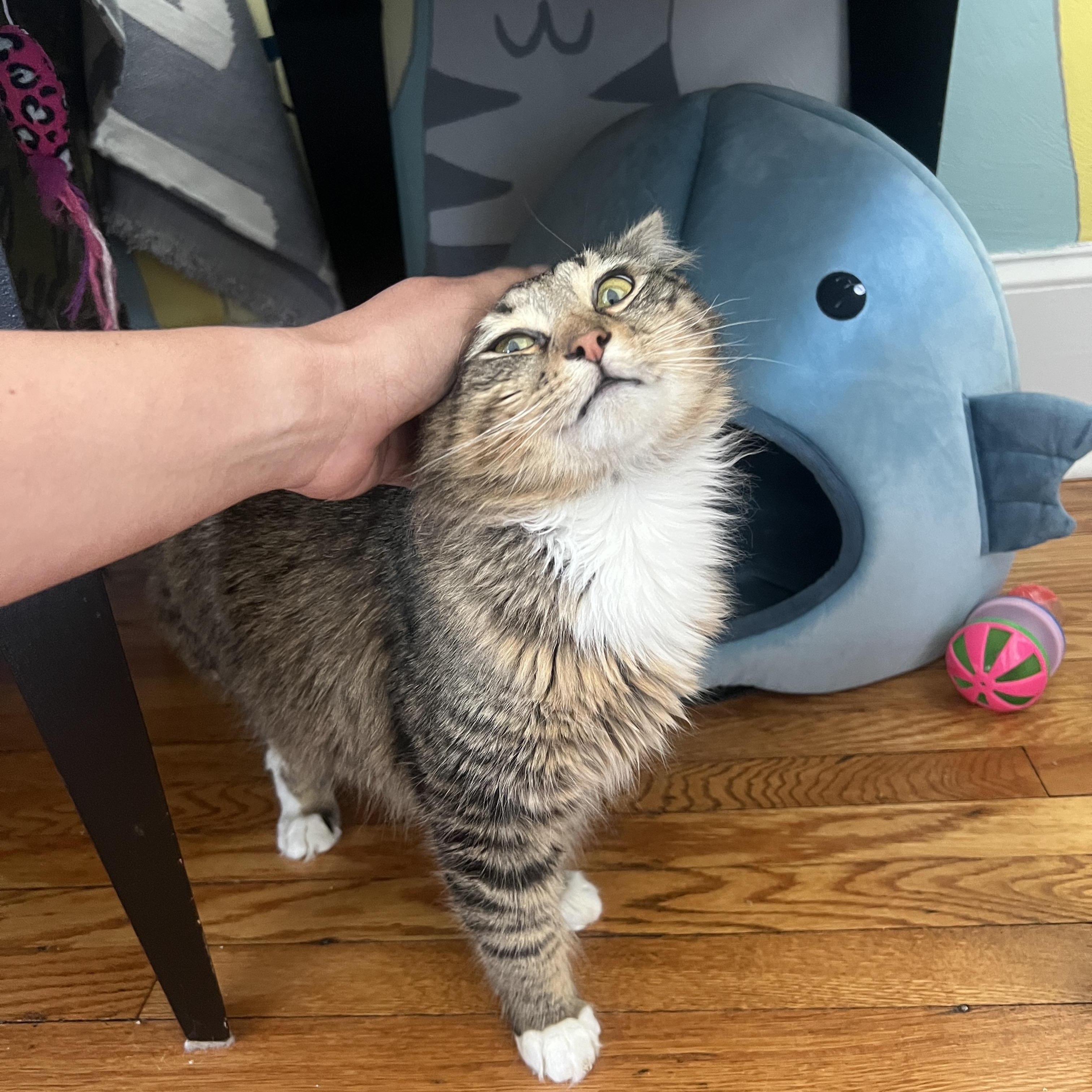 Enlarge Bayou Billy, a ADOPTABLE Domestic Long Hair in Roanoke, VA image 4/4