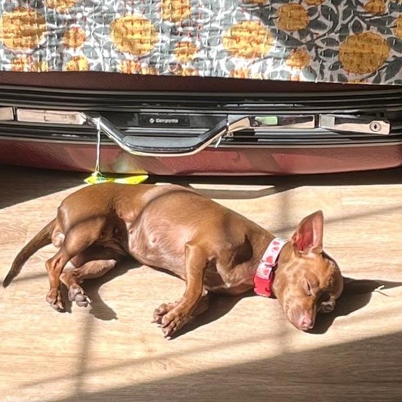 Enlarge Cherie, a ADOPTABLE mixed breed in Sun Valley, CA image 5/6