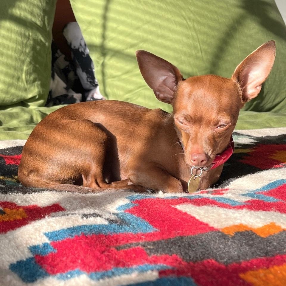 Enlarge Cherie, a ADOPTABLE mixed breed in Sun Valley, CA image 3/6