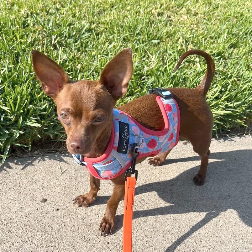 Enlarge Cherie, a ADOPTABLE mixed breed in Sun Valley, CA image 2/6