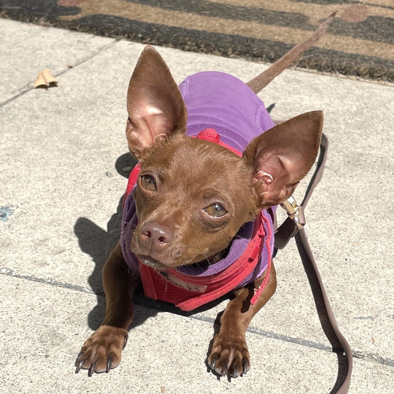Enlarge Cherie, a ADOPTABLE mixed breed in Sun Valley, CA image 6/6